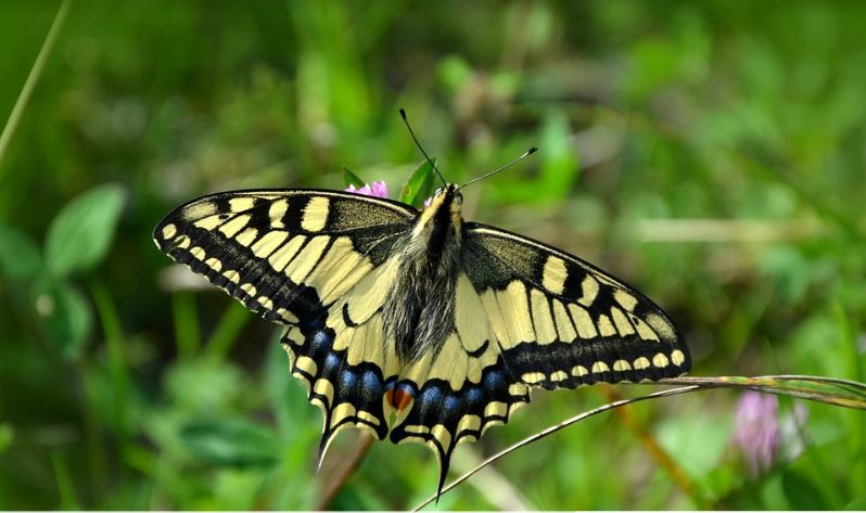 Klasifikasi Makhluk Hidup