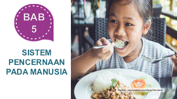 Sistem pencernaan pada manusia