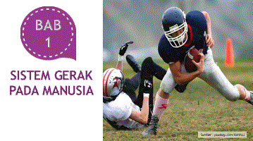 Sistem gerak pada manusia