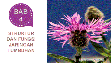 Struktur dan fungsi jaringan tumbuhan